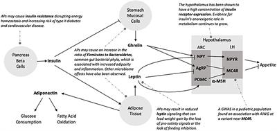 The Burden of Antipsychotic-Induced Weight Gain and Metabolic Syndrome in Children